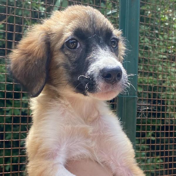 NAMI dolce cucciola 2 mesi cerca casa - adozione canile di Latina Foto 3