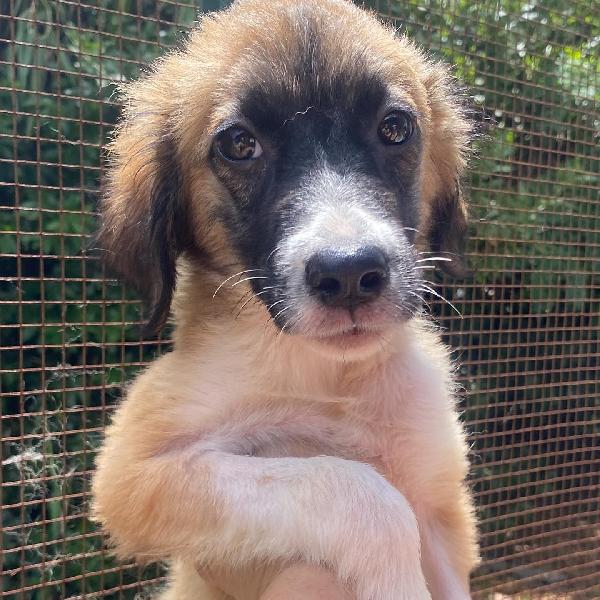 NAMI dolce cucciola 2 mesi cerca casa - adozione canile di Latina Foto 4