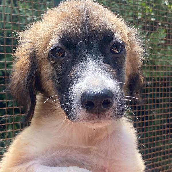 NAMI dolce cucciola 2 mesi cerca casa - adozione canile di Latina Foto 5