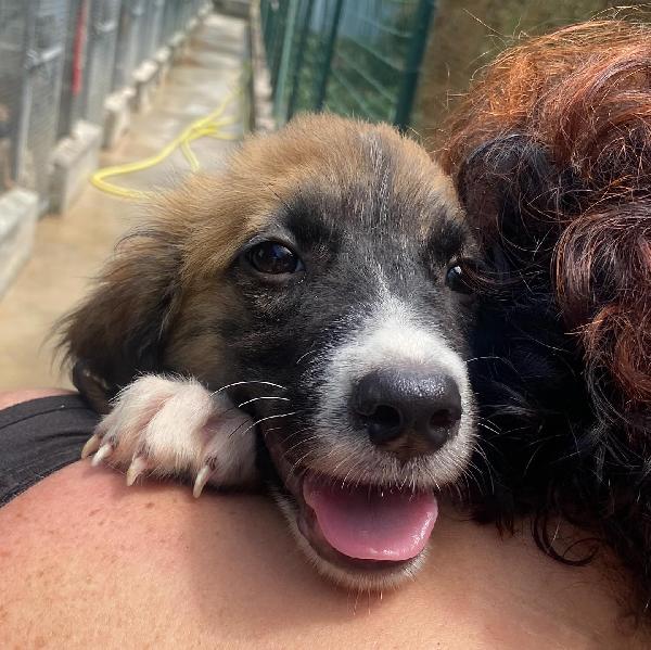 NAMI dolce cucciola 2 mesi cerca casa - adozione canile di Latina Foto 6