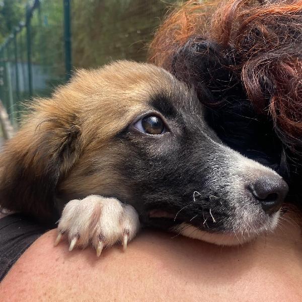 NAMI dolce cucciola 2 mesi cerca casa - adozione canile di Latina Foto 7