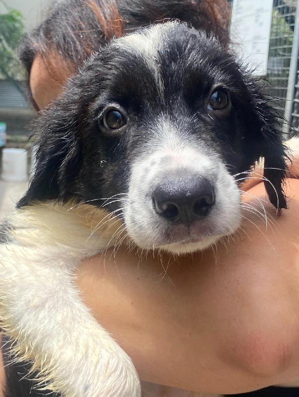 Nilo Cucciolo 2 Mesi Derivato Border Collie Cerca Adozione - Canile Di Latina