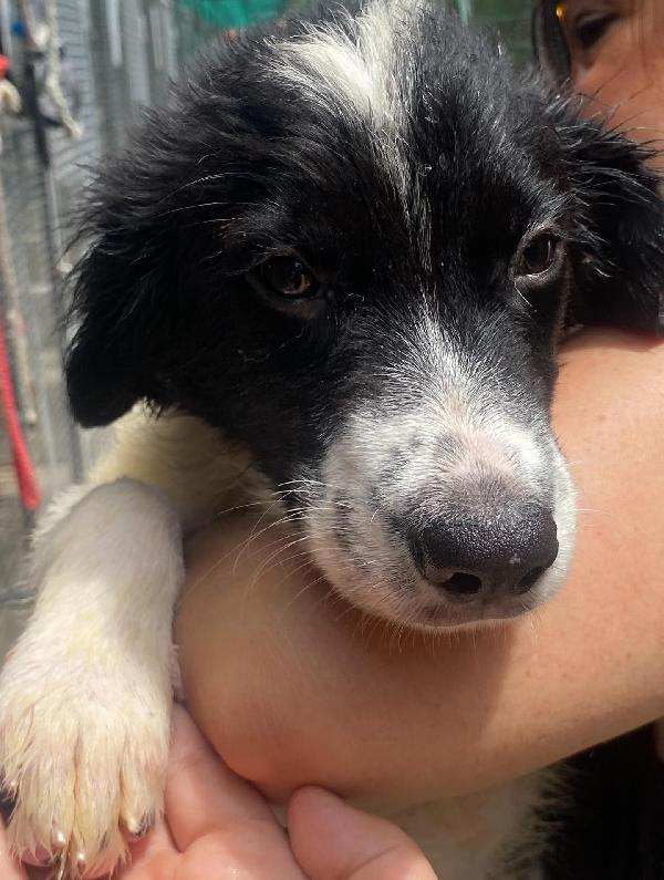 NILO cucciolo 2 mesi derivato border collie cerca adozione - canile di Latina Foto 2