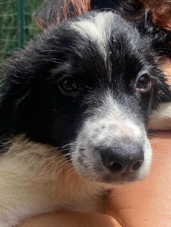 NILO cucciolo 2 mesi derivato border collie cerca adozione - canile di Latina Foto 3
