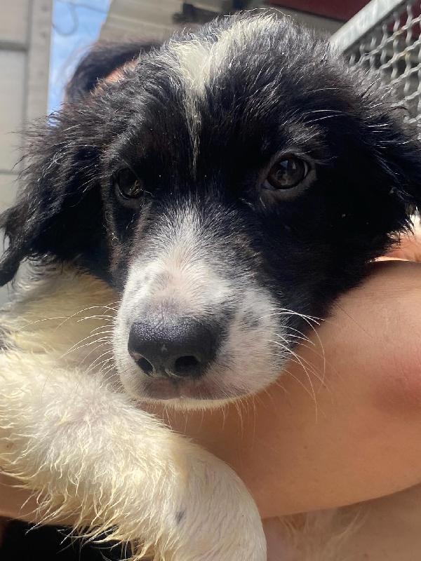 NILO cucciolo 2 mesi derivato border collie cerca adozione - canile di Latina Foto 4