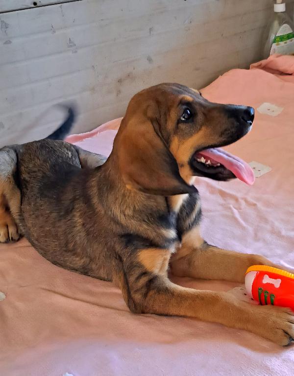  🐾 Nathan – Cucciolo Segugio 3 Mesi E Mezzo 🐾