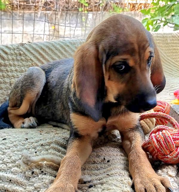  🐾 NATHAN – CUCCIOLO SEGUGIO 3 MESI E MEZZO 🐾 Foto 2