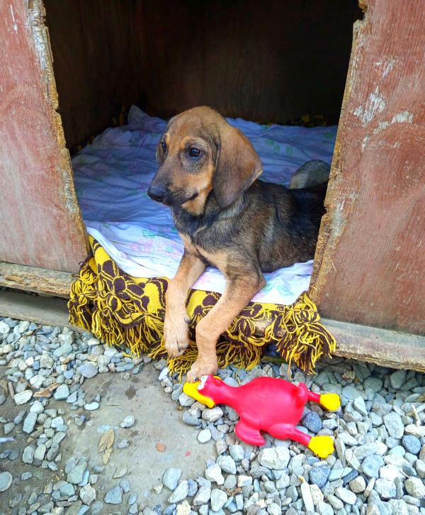  🐾 NATHAN – CUCCIOLO SEGUGIO 3 MESI E MEZZO 🐾 Foto 3