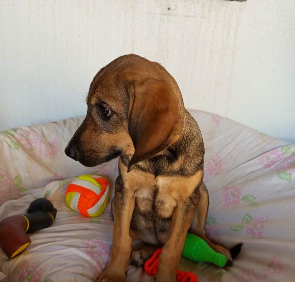  🐾 NATHAN – CUCCIOLO SEGUGIO 3 MESI E MEZZO 🐾 Foto 4