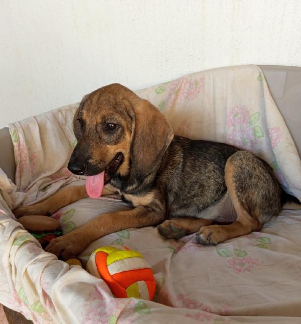  🐾 NATHAN – CUCCIOLO SEGUGIO 3 MESI E MEZZO 🐾 Foto 5