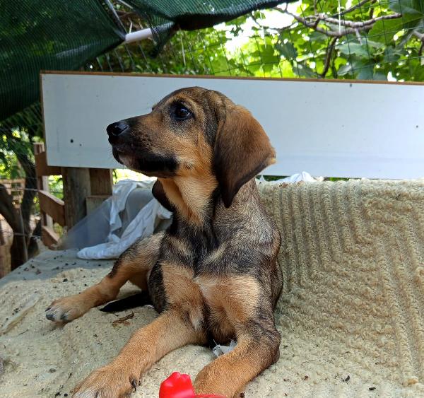  🐾 NATHAN – CUCCIOLO SEGUGIO 3 MESI E MEZZO 🐾 Foto 6