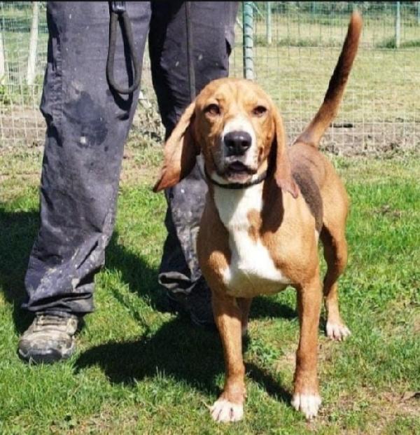 Diego Mix Beagle Kg11 Anni 3 Pavia
