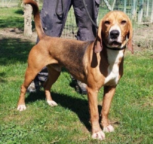 Diego mix Beagle kg11 anni 3 PAVIA Foto 2