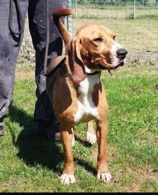 Diego mix Beagle kg11 anni 3 PAVIA Foto 3