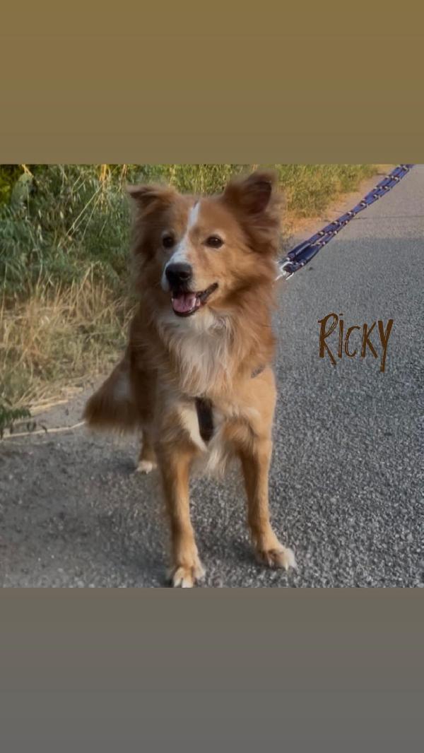Ricky, taglia piccola! Foto 3