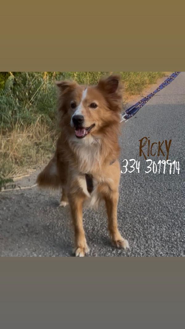 Ricky, taglia piccola! Foto 4