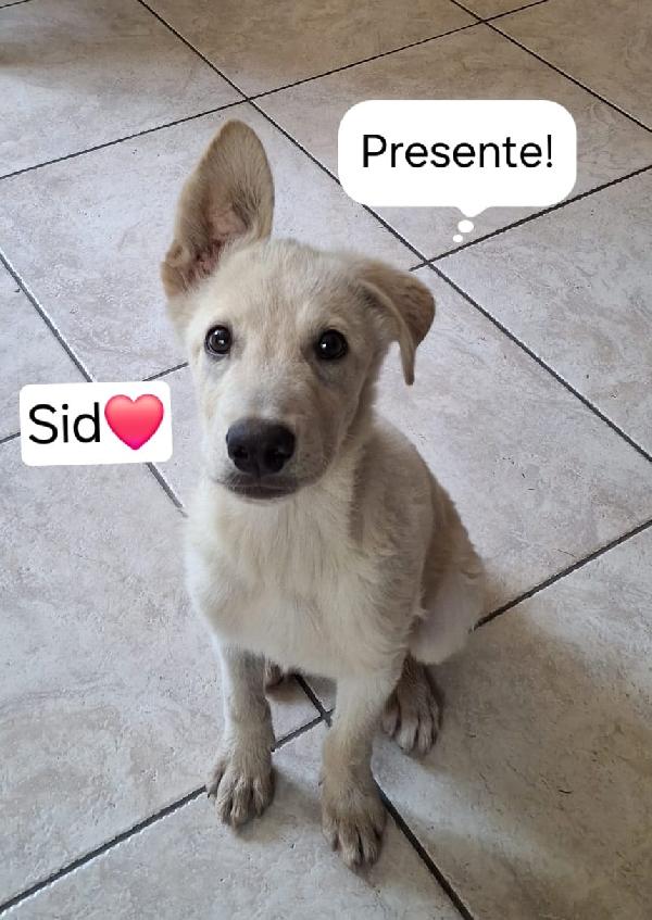 Sid, 4 Mesi Di Dolcezza!