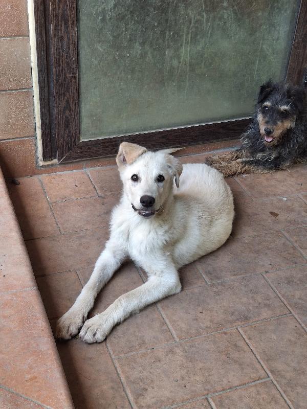 Sid, 4 mesi di dolcezza! Foto 2