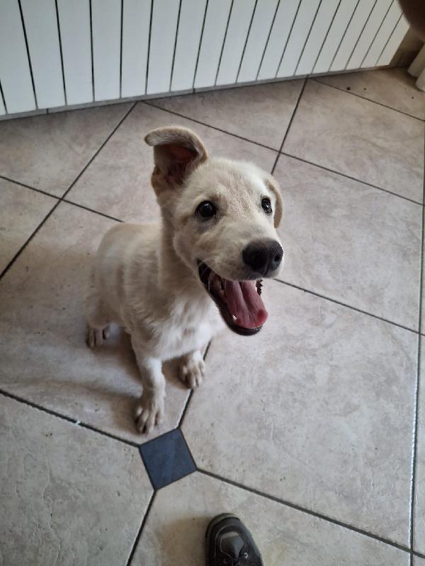 Sid, 4 mesi di dolcezza! Foto 4