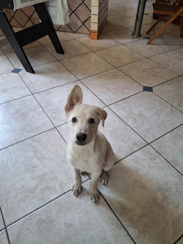 Sid, 4 mesi di dolcezza! Foto 5