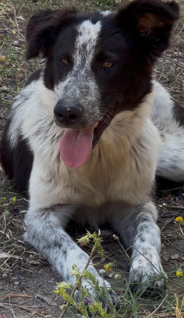 Serena, bella da rapire il cuore Foto 3