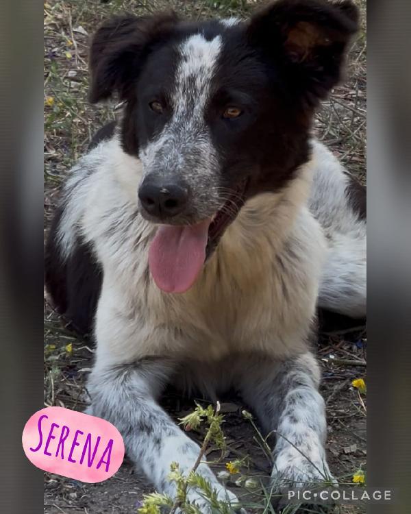 Serena, bella da rapire il cuore Foto 6