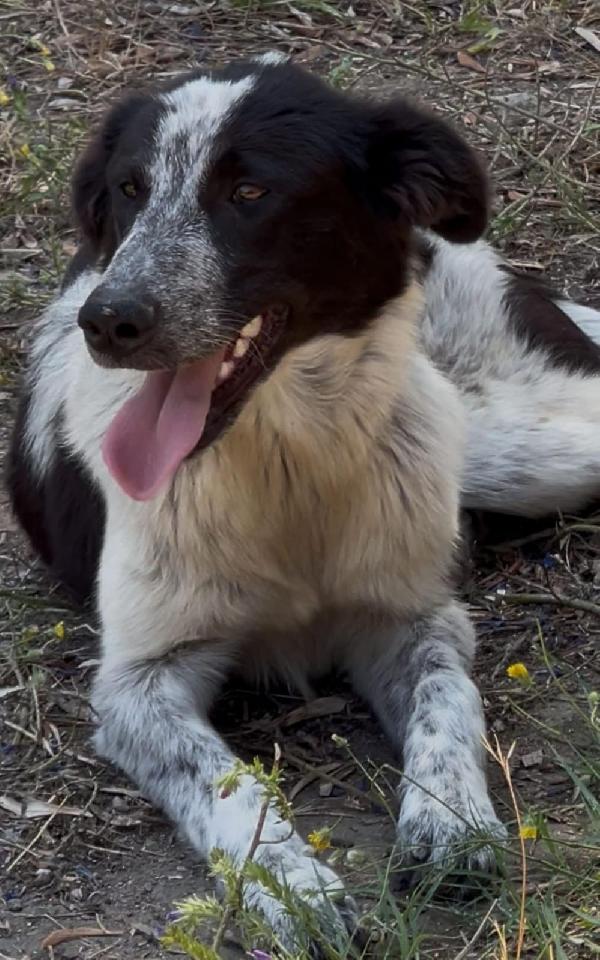 Serena, bella da rapire il cuore Foto 5
