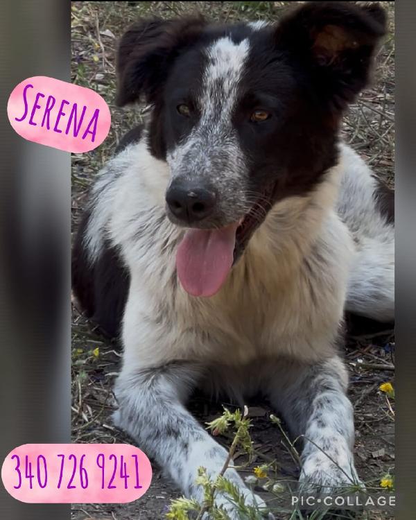 Serena 7 Mesi Taglia Media 