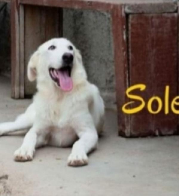 Sole 3Anni Lo Stavano Facendo Morire! Sud 