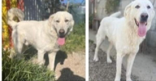 Sole 3anni lo stavano facendo morire! SUD  Foto 2