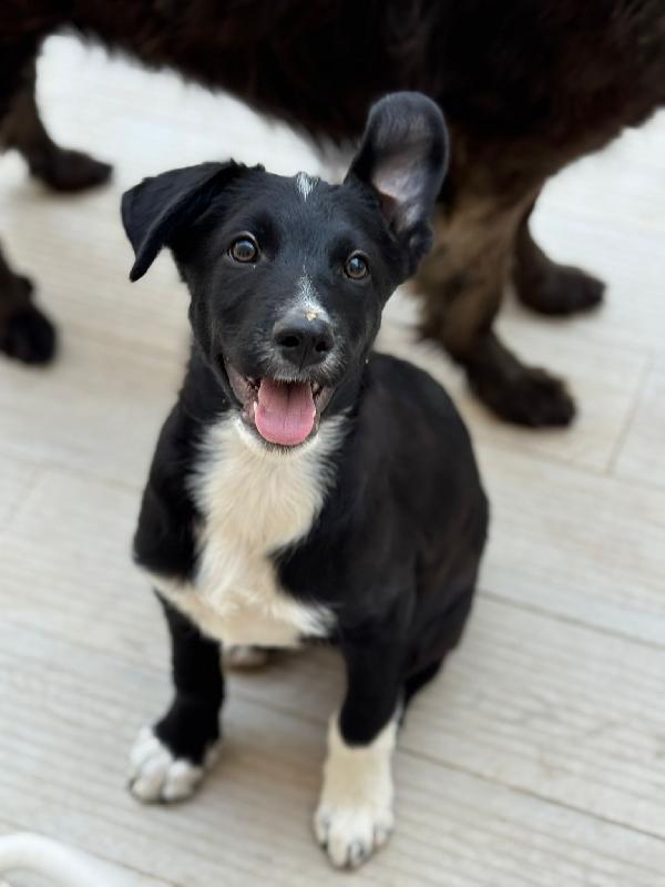 Darwin Cucciolo Futura Taglia Media Contenuta 