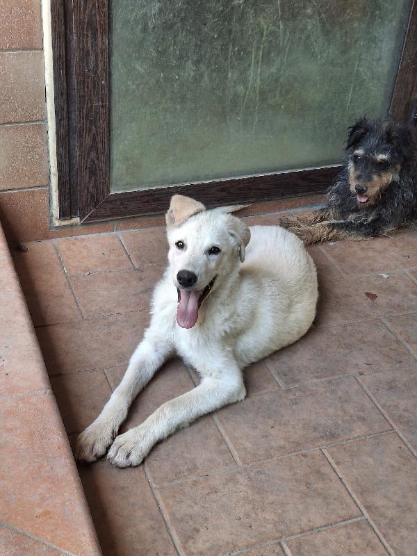 Sid, un batuffolo d'amore💞 Foto 2