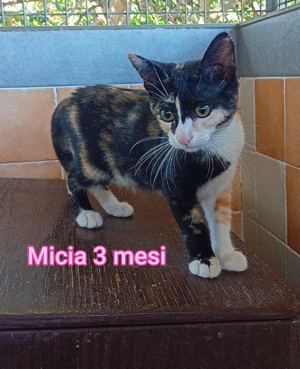 Stupendi Micini! Adottate!