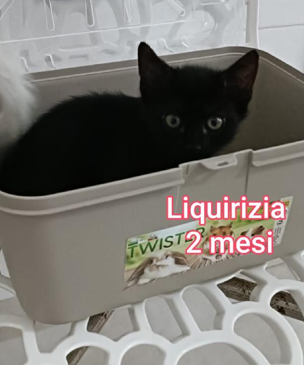 STUPENDI MICINI! ADOTTATE! Foto 3