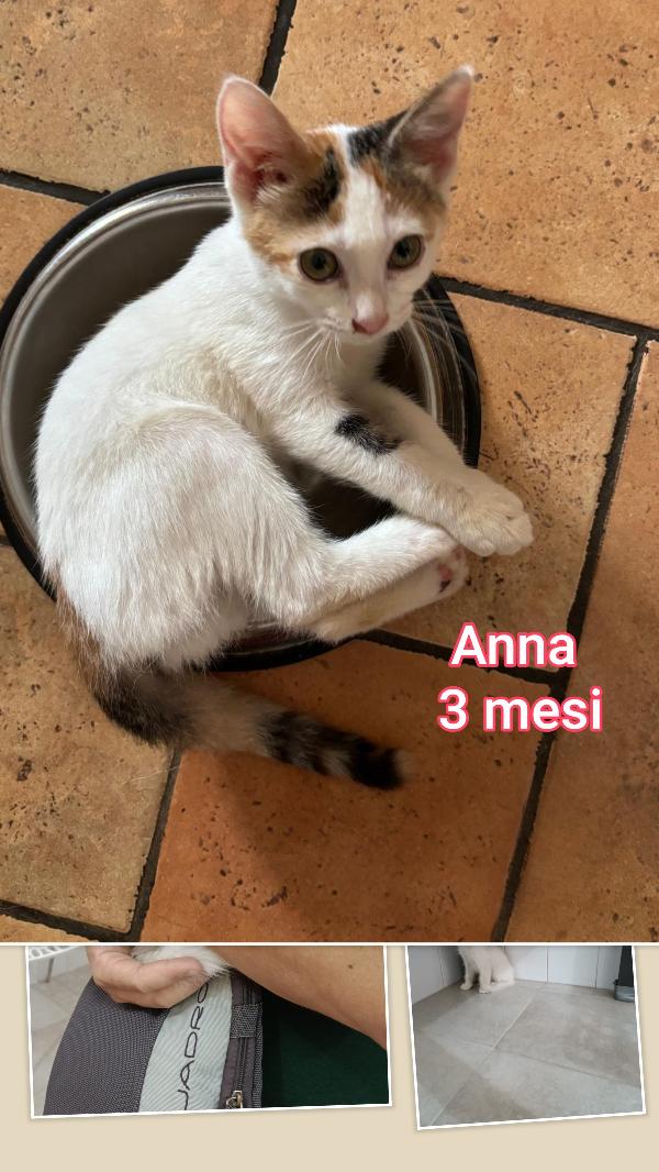STUPENDI MICINI! ADOTTATE! Foto 4