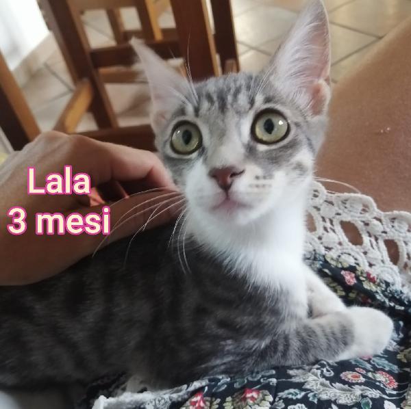 STUPENDI MICINI! ADOTTATE! Foto 5