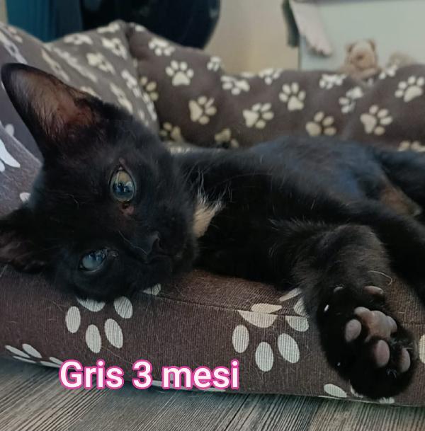 STUPENDI MICINI! ADOTTATE! Foto 7