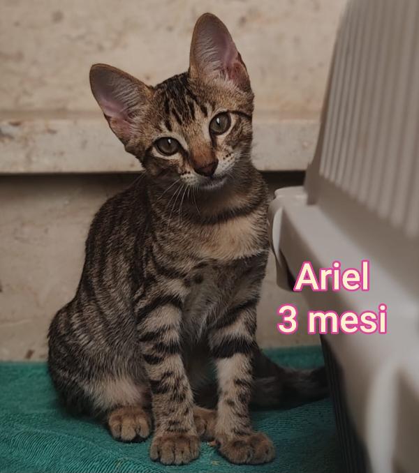 STUPENDI MICINI! ADOTTATE! Foto 8