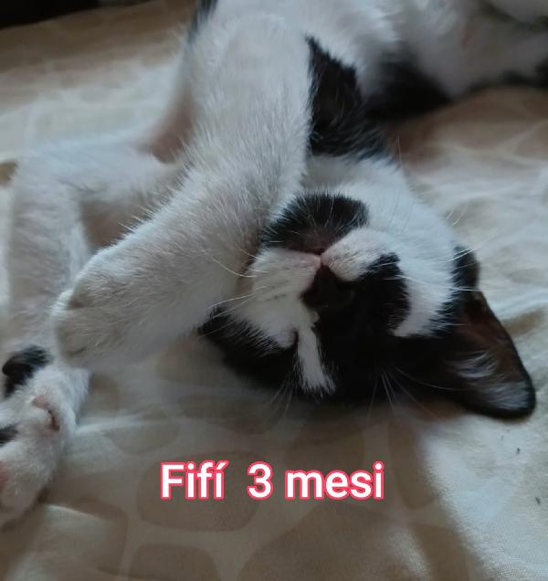 STUPENDI MICINI! ADOTTATE! Foto 9