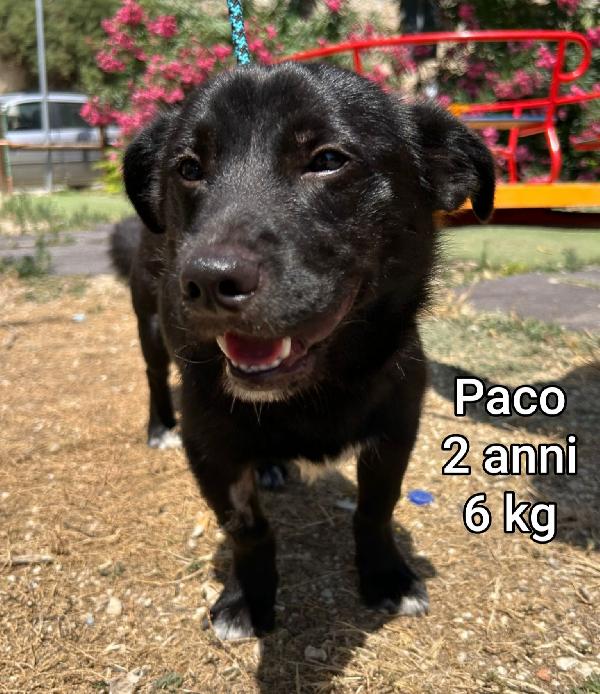 Cagnolini Piccoli In Adozione 
