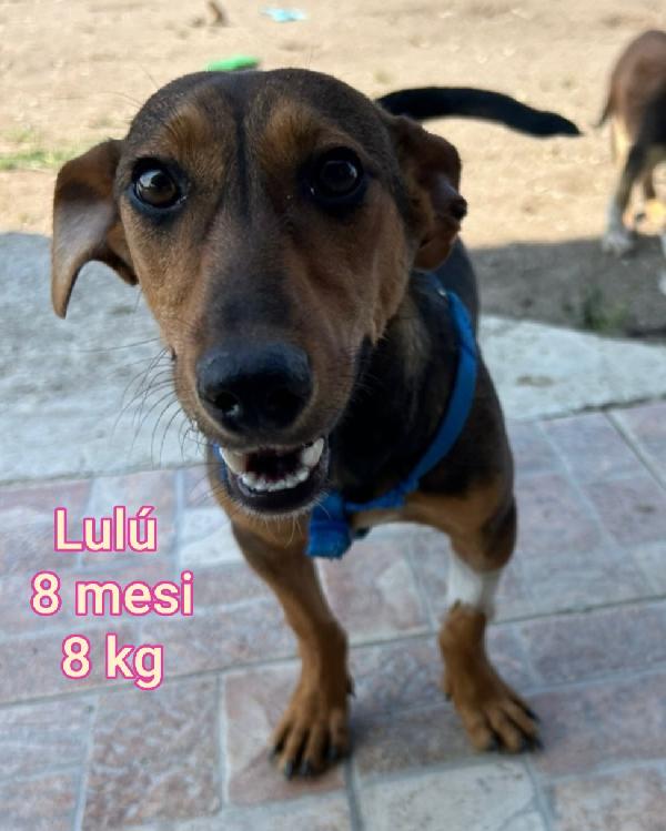 CAGNOLINI PICCOLI IN ADOZIONE  Foto 2