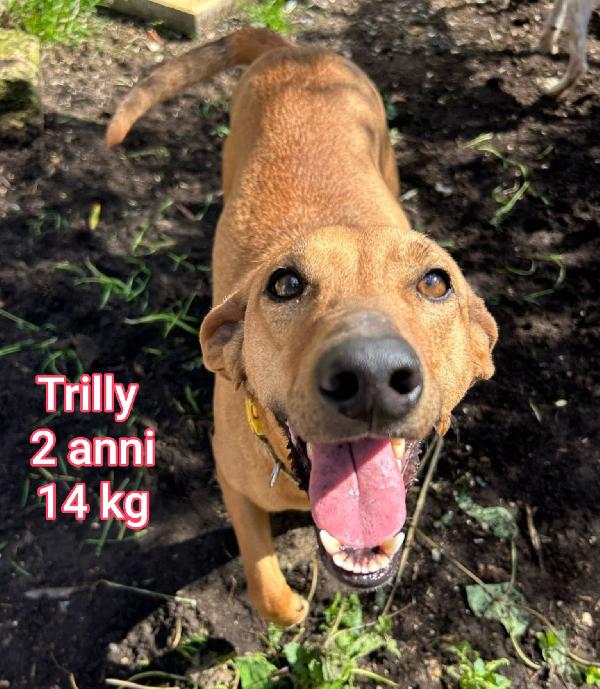 CAGNOLINI PICCOLI IN ADOZIONE  Foto 4