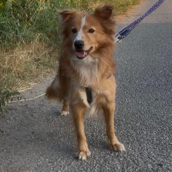 RICKY di 5 anni taglia piccola  Foto 3