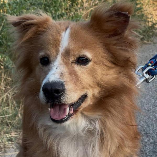 Ricky💜🦴🐕