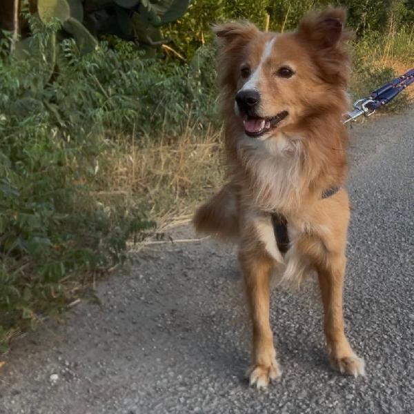 Ricky💜🦴🐕 Foto 2