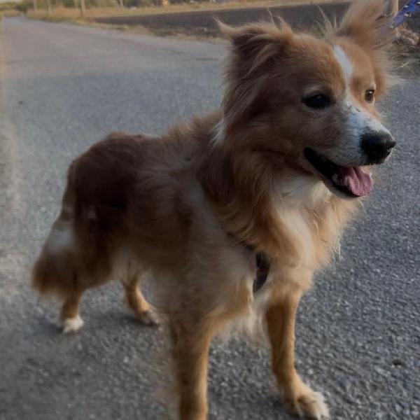 Ricky💜🦴🐕 Foto 3