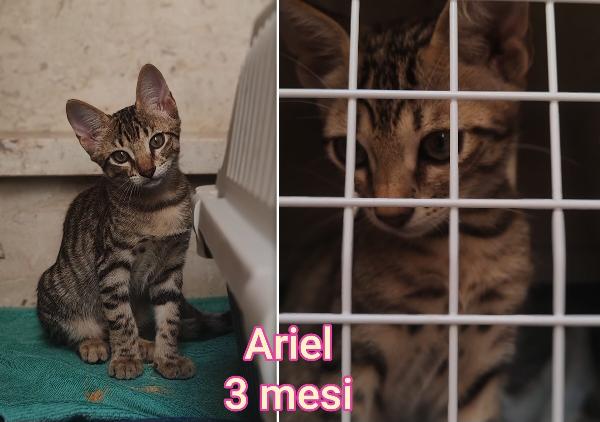 MICINI IN CERCA DI FAMIGLIA  Foto 7