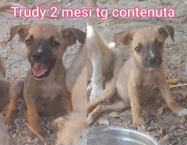 Tanti cucciolini di due / tre mesi Foto 2