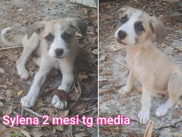 Tanti Cucciolini Di Due / Tre Mesi