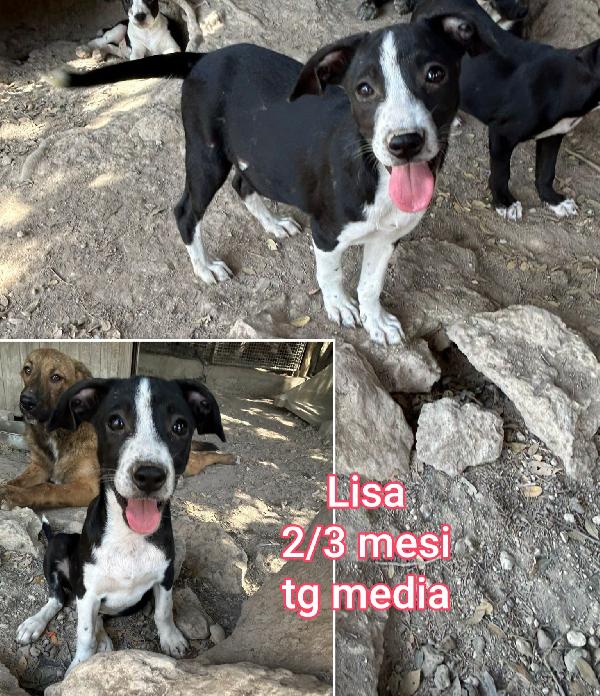 Tanti cucciolini di due / tre mesi Foto 4